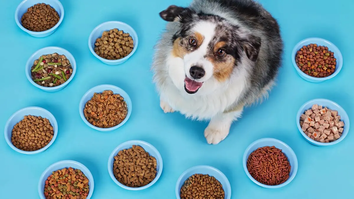 Pet Food Manufacturer in Xingtai, Hebei